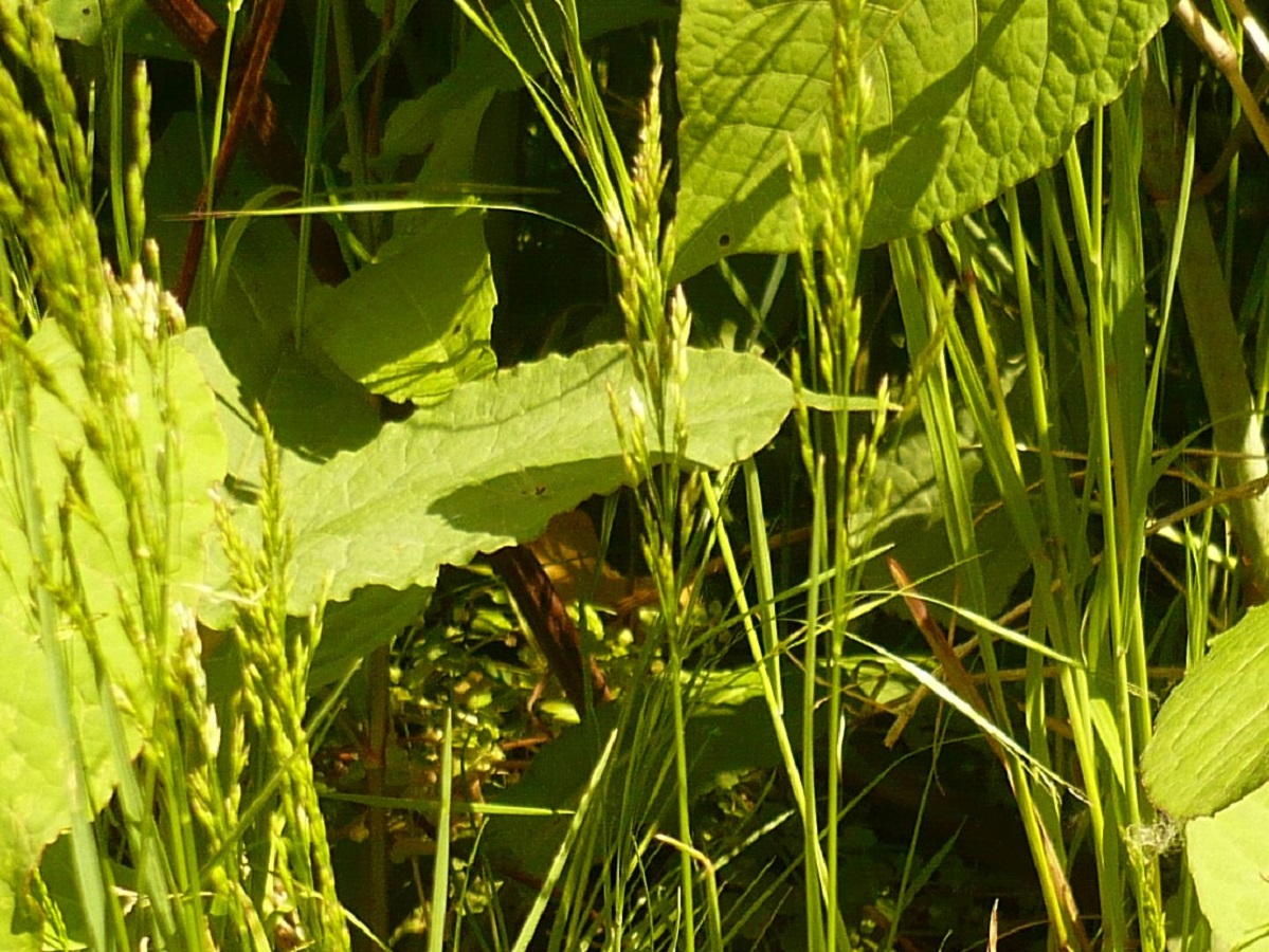 Poa pratensis subsp. pratensis (Poaceae)